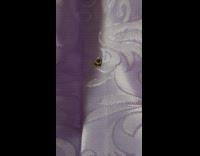 Moth on purple curtain looks among us