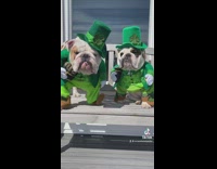 English Bulldogs in matching St Patricks Day costumes pt 2