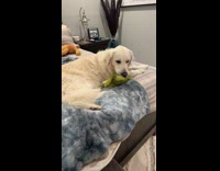 Dog leaves plushies each side of bed for hoomans