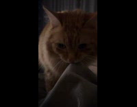 Cat biting and kneading on blanket 