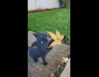 Black cat plays with leaf 
