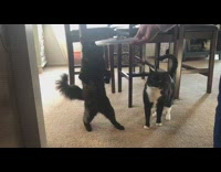 Black deformed feet cat stand food excited