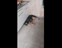 Dog dreaming and barking in his sleep 