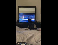Dog barks at gymnast on TV 