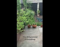 Groundhog crawls around plants 