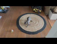 Pet cat spins to chase its toy on its mouth