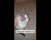 Collab BitchIG2 - Cat walks away owner pets it after it took a shower