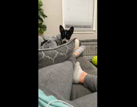 Collab BitchIG2 - Dog mad at mom for saying no 