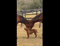 Horses sniffing dog at ranch