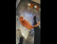 Orange cat rubs head against foot guy 
