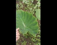 Water drops on plant leaf roll around 