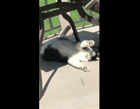 black and white cat lounges under glass table