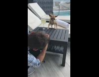 Dog influencer poses for photo pt. 3