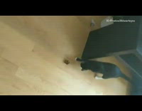 Black cat plays with gold foil ball 