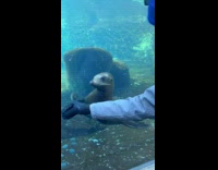 Seal Follows Mans Hand Around on Glass