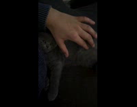 Cat relaxing gets body massage from owner