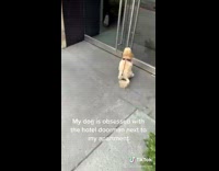 Dog is obsessed with doorman 