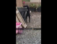 Black cat digging for trash inside gray garbage can, cat looks at camera
