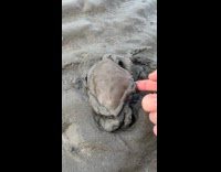 Man pushing out hiding crab from sand 
