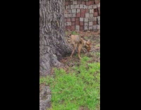 Dog Walks on Front Feet after it Pees