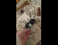 Pet hamster grabs food and burrows it inside its bedding
