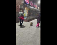Guy walks pet ferret on leash dog