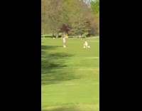 Golfers Stop Playing for Photo on Fairway 