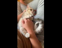 Collab PLC - Pet cat gets belly massage from owner