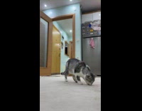 Cat licks water dipping from plastic bottle