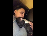 French bulldog dog sleeps on its back 