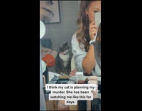 Cat looks like she is plotting her owners murder behind her back