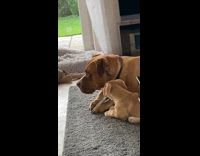 Dog lays down holds treat for puppy 