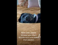 Collab BitchMP - Black dog sleeping wakes up to park 