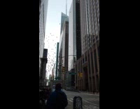 Flock of pigeons flies around in circles
