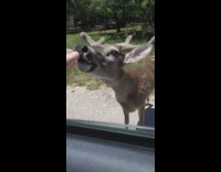 Guy feeds deer ritz crackers car window 