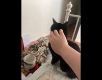 Cat loves to get scratches from owner