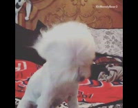 hair dryer on white puppys face