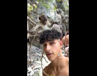 Monkeys on Tree Branch Checks Mans Curls