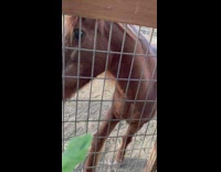 Horse bangs on fence to ask for food