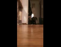 Collab PLC - Grey kitten went in room and spooked with black cat