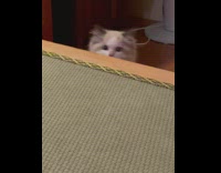 Fluffy kitten jumps onto table 