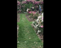Two guys backflip pink flower arch garden