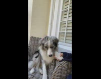 Grey white dog holds hands girl coffee