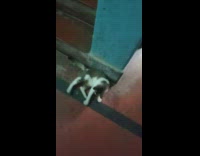 Pet cat meow rub body wall fall