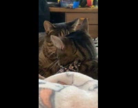 Two cats plays on bed lick faces