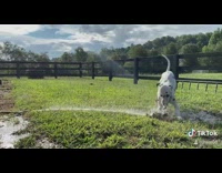 Dalmatian dog runs grass garden hose water 