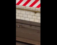 Rat at train tracks carry M and Ms 