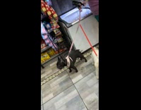 Cashier at convenience store counter staring at two dogs