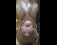 Bulldog lay on back sleep and snore