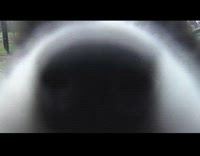 Puppy runs across grass towards phone camera 